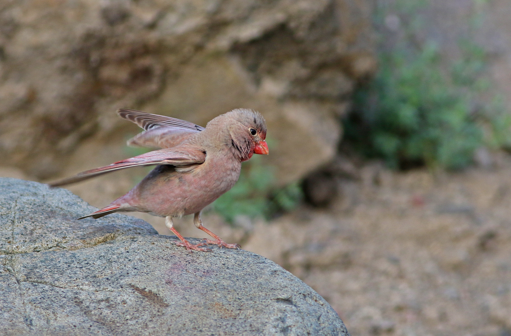Trumpeter Finch
